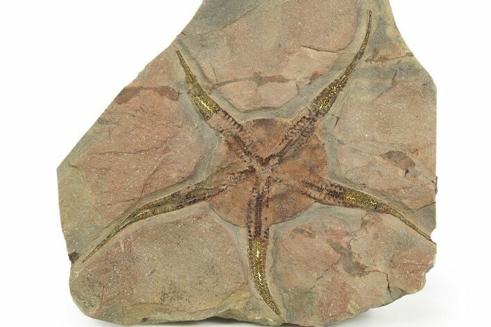 Very Detailed Ordovician Brittle Star (Ophiura) - Morocco #320952